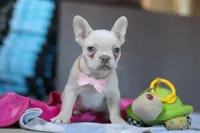 Bella, a female French Bulldog for sale in Millersburg, OH – Photo 4 of 5