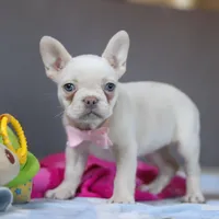 Bella, a female French Bulldog for sale in Millersburg, OH – 1 of 5