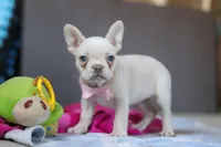 Bella, a female French Bulldog for sale in Millersburg, OH – Photo 1 of 5