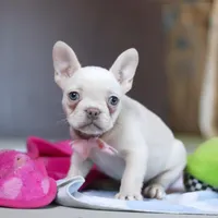 Bella, a female French Bulldog for sale in Millersburg, OH – 2 of 5