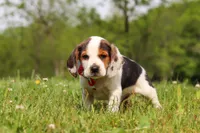 Ranger, a male Beagle for sale in Millersburg, OH – 5 of 9