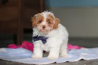 Teddy, a male Havanese and Maltese for sale in Millersburg, OH – 6 of 7