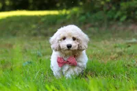 Milo, a male Bichpoo for sale in Millersburg, OH – 2 of 10