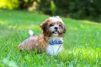 Sammy, a male Shih Tzu for sale in Millersburg, OH – 3 of 10