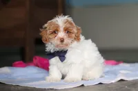 Teddy, a male Havanese and Maltese for sale in Millersburg, OH – 5 of 7