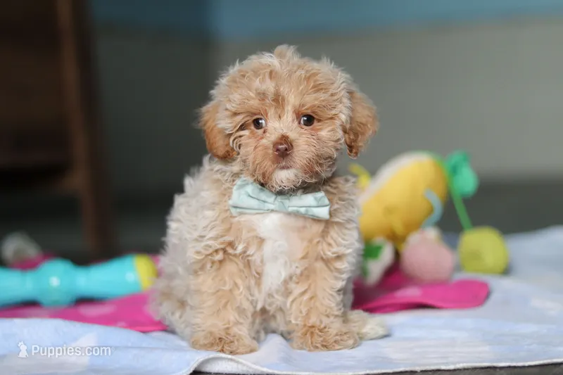 Sampson – Havanese, Maltese puppy for sale in Millersburg, OH