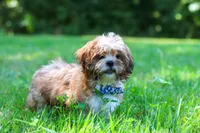Sammy, a male Shih Tzu for sale in Millersburg, OH – 4 of 10