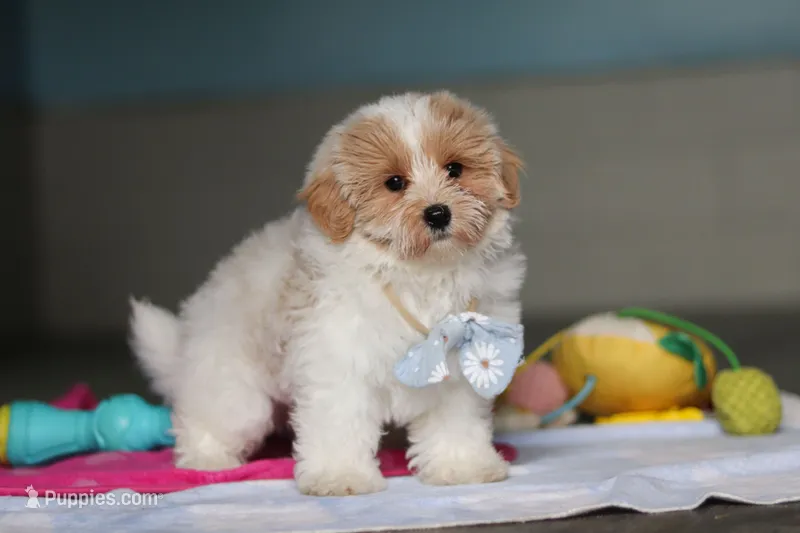 Harris – Havanese, Maltese puppy for sale in Millersburg, OH