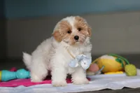 Harris, a male Havanese and Maltese for sale in Millersburg, OH – 1 of 8