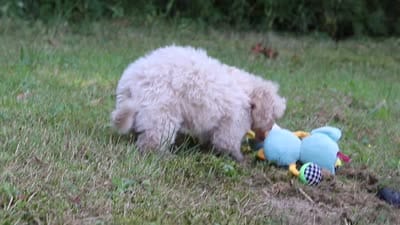 Caleb, a male Bichpoo for sale in Millersburg, OH – 8 of 8