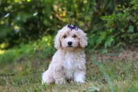 Sarah, a female Bichpoo for sale in Millersburg, OH – 2 of 8