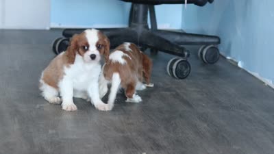 Nemo, a male Cavalier King Charles Spaniel for sale in Millersburg, OH – 5 of 5