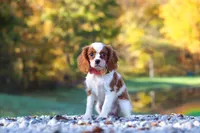 Ariella, a female Cavalier King Charles Spaniel for sale in Millersburg, OH – 5 of 8