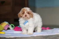 Wilbur, a male Havanese and Maltese for sale in Millersburg, OH – 6 of 8
