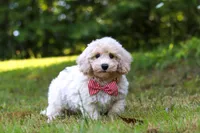 Milo, a male Bichpoo for sale in Millersburg, OH – 3 of 10