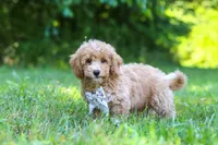 Charlie, a male Bichpoo for sale in Millersburg, OH – 8 of 9