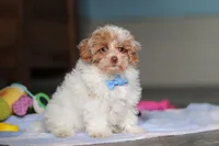 Wilbur, a male Havanese and Maltese for sale in Millersburg, OH – 4 of 8