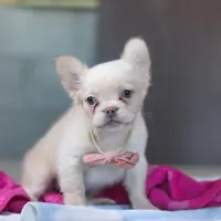 Angela, a female French Bulldog for sale in Millersburg, OH – 3 of 6