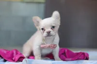 Angela, a female French Bulldog for sale in Millersburg, OH – Photo 3 of 6