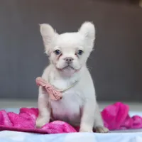 Angela, a female French Bulldog for sale in Millersburg, OH – 6 of 6