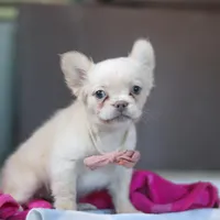 Angela, a female French Bulldog for sale in Millersburg, OH – 4 of 6