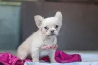 Angela, a female French Bulldog for sale in Millersburg, OH – Photo 4 of 6