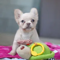 Angela, a female French Bulldog for sale in Millersburg, OH – 1 of 6