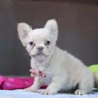 Angela, a female French Bulldog for sale in Millersburg, OH – 5 of 6