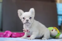 Angela, a female French Bulldog for sale in Millersburg, OH – Photo 5 of 6