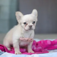 Angela, a female French Bulldog for sale in Millersburg, OH – 2 of 6
