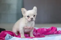 Angela, a female French Bulldog for sale in Millersburg, OH – Photo 2 of 6