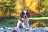 Ariella, a female Cavalier King Charles Spaniel for sale in Millersburg, OH – 4 of 8