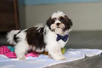 Elliot, a male Shih Tzu for sale in Millersburg, OH – 6 of 7