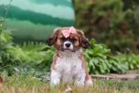 Tara, a female Cavalier King Charles Spaniel and Shih Tzu for sale in Millersburg, OH – Photo 1 of 6