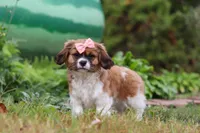 Tara, a female Cavalier King Charles Spaniel and Shih Tzu for sale in Millersburg, OH – Photo 5 of 6