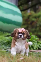 Tara, a female Cavalier King Charles Spaniel and Shih Tzu for sale in Millersburg, OH – Photo 6 of 6
