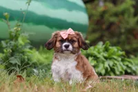 Tara, a female Cavalier King Charles Spaniel and Shih Tzu for sale in Millersburg, OH – Photo 3 of 6
