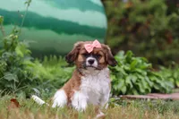 Tara, a female Cavalier King Charles Spaniel and Shih Tzu for sale in Millersburg, OH – Photo 2 of 6