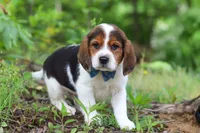 Crew, a male Beagle for sale in Millersburg, OH – 3 of 10