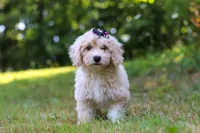 Sarah, a female Bichpoo for sale in Millersburg, OH – 1 of 8