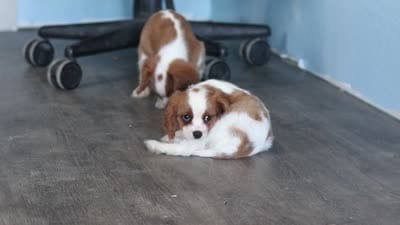 Theo, a male Cavalier King Charles Spaniel for sale in Millersburg, OH – 6 of 6