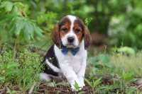 Crew, a male Beagle for sale in Millersburg, OH – 9 of 10