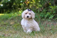 Sarah, a female Bichpoo for sale in Millersburg, OH – 3 of 8