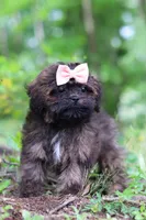 Alice, a female Shihpoo for sale in Millersburg, OH – 6 of 9