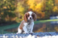 Theo, a male Cavalier King Charles Spaniel for sale in Millersburg, OH – 2 of 6