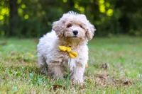 Caleb, a male Bichpoo for sale in Millersburg, OH – 5 of 8