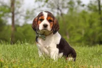 Barron, a male Beagle for sale in Millersburg, OH – 3 of 7