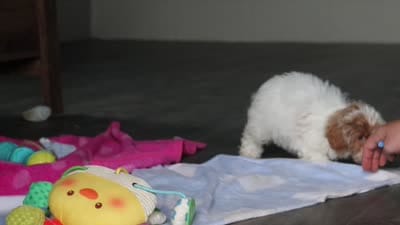 Wilbur, a male Havanese and Maltese for sale in Millersburg, OH – 8 of 8