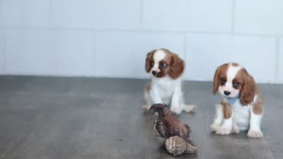 Kylie, a female Cavalier King Charles Spaniel for sale in Millersburg, OH – 10 of 10