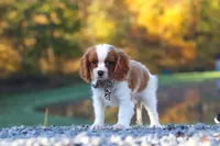 Theo, a male Cavalier King Charles Spaniel for sale in Millersburg, OH – 5 of 6